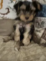 Tyler, a male Yorkshire Terrier for sale in Yadkinville, NC – 9 of 10