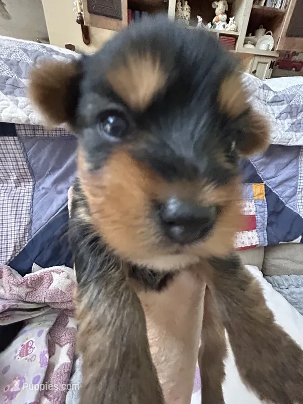 Tilly – Yorkshire Terrier puppy for sale in Yadkinville, NC