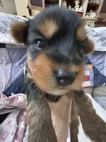 Tilly, a female Yorkshire Terrier for sale in Yadkinville, NC – 1 of 5