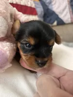 Tony, a male Yorkshire Terrier for sale in Yadkinville, NC – 4 of 5