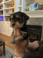 Luke, a male Yorkshire Terrier for sale in Yadkinville, NC – 4 of 9