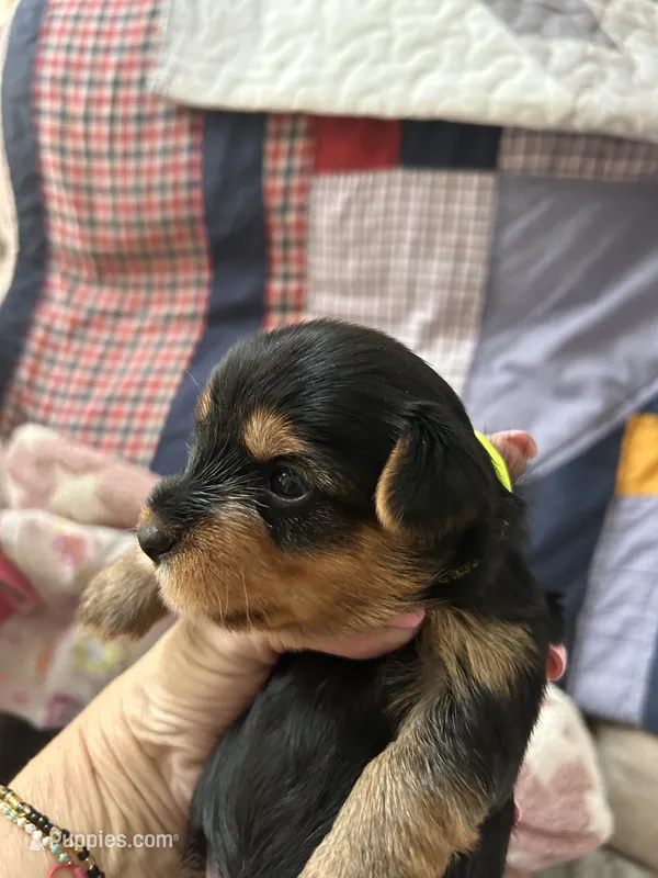 Tyler – Yorkshire Terrier puppy for sale in Yadkinville, NC