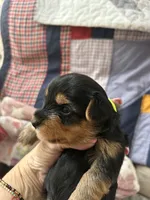 Tyler, a male Yorkshire Terrier for sale in Yadkinville, NC – 1 of 4