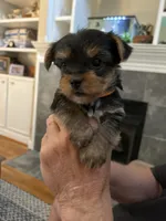 John, a male Yorkshire Terrier for sale in Yadkinville, NC – 1 of 8