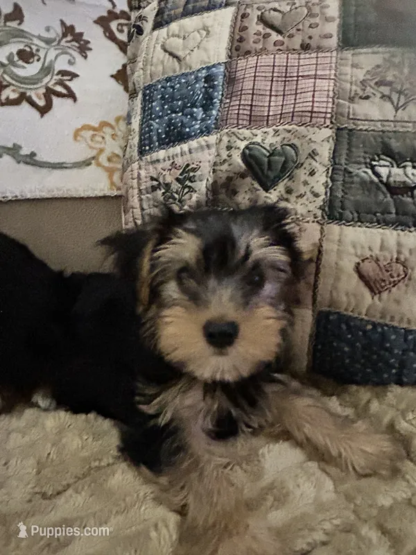 Tyler – Yorkshire Terrier puppy for sale in Yadkinville, NC