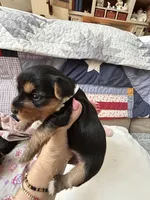 Tilly, a female Yorkshire Terrier for sale in Yadkinville, NC – 2 of 5