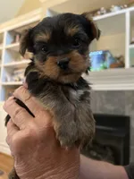 John, a male Yorkshire Terrier for sale in Yadkinville, NC – 2 of 8