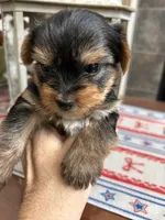 Ruthie, a female Yorkshire Terrier for sale in Yadkinville, NC – 2 of 9