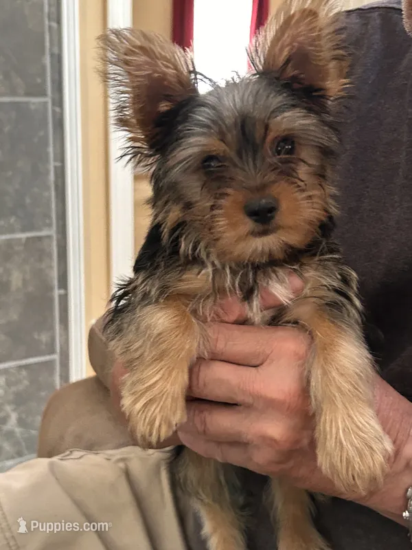 John – Yorkshire Terrier puppy for sale in Yadkinville, NC