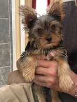John, a male Yorkshire Terrier for sale in Yadkinville, NC – 1 of 10