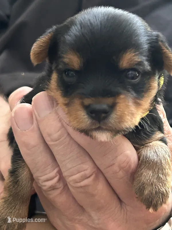 Tony – Yorkshire Terrier puppy for sale in Yadkinville, NC