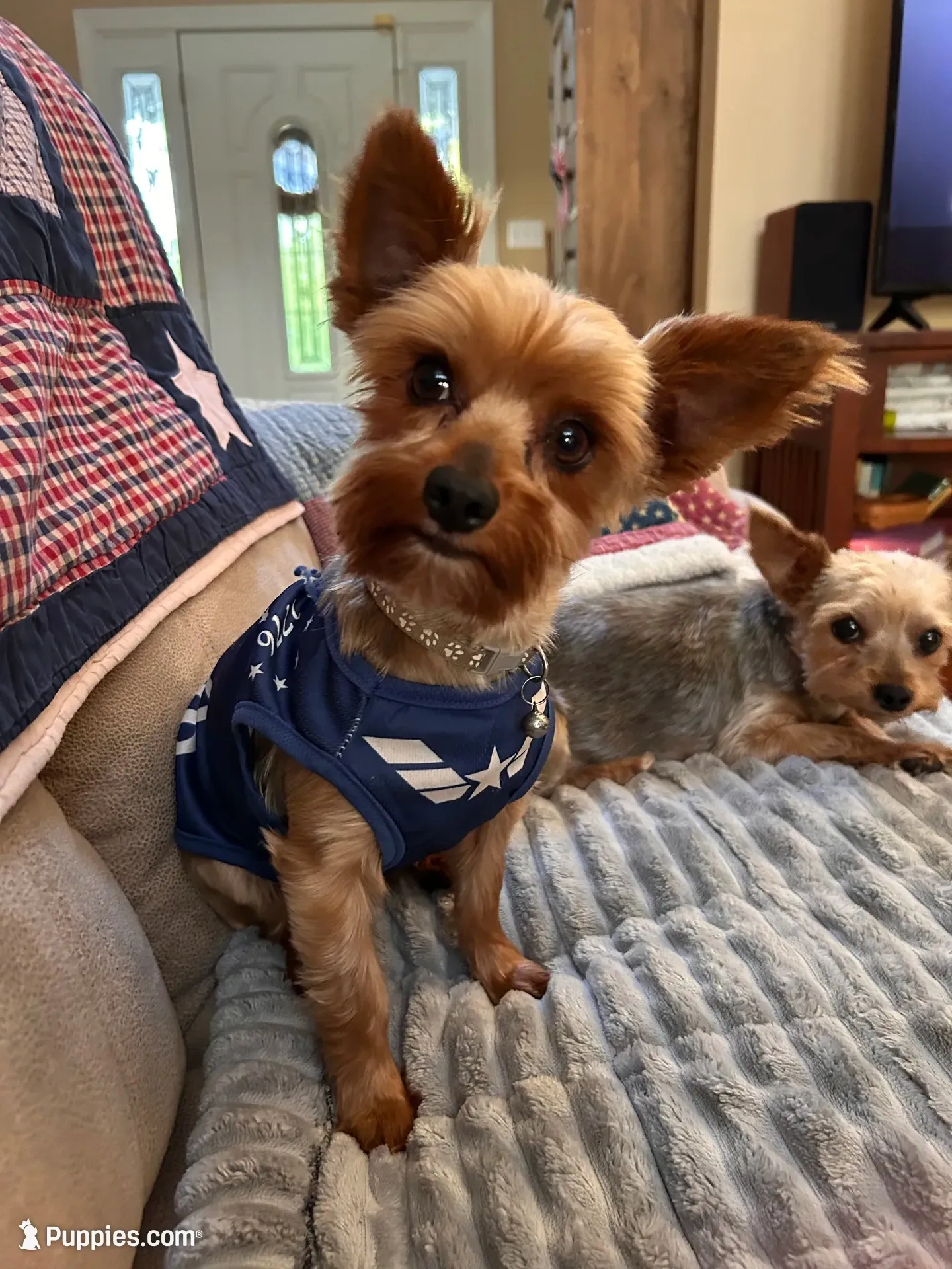 Luke, a male Yorkshire Terrier for sale in Yadkinville, NC – 9 of 9
