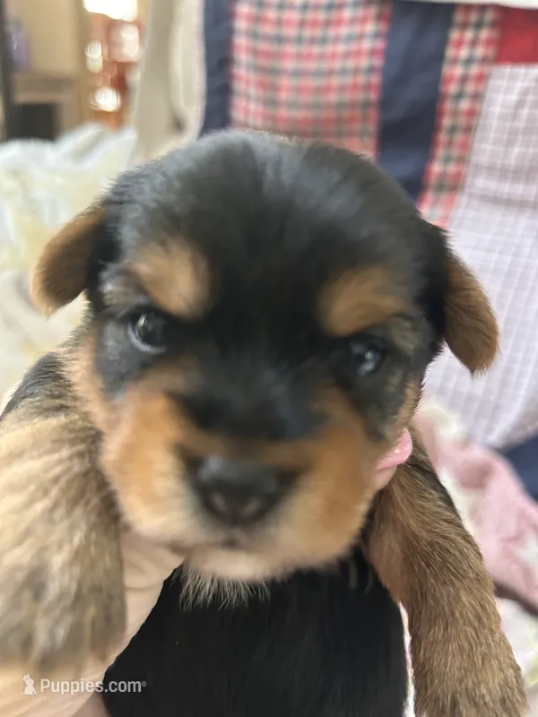 Tommy – Yorkshire Terrier puppy for sale in Yadkinville, NC