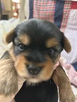 Tommy, a male Yorkshire Terrier for sale in Yadkinville, NC – 1 of 6
