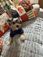 Tyler, a male Yorkshire Terrier for sale in Yadkinville, NC – 2 of 10