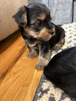 Mark, a male Yorkshire Terrier for sale in Yadkinville, NC – 8 of 10