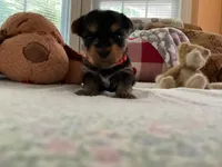 Mark, a male Yorkshire Terrier for sale in Yadkinville, NC – 3 of 3