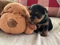 Matthew, a male Yorkshire Terrier for sale in Yadkinville, NC – 2 of 4