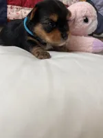 Tommy, a male Yorkshire Terrier for sale in Yadkinville, NC – 3 of 6