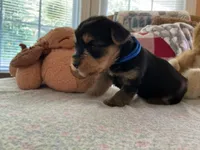 Luke, a male Yorkshire Terrier for sale in Yadkinville, NC – 3 of 3