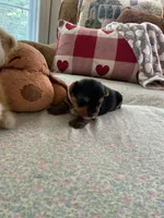 Ruthie, a female Yorkshire Terrier for sale in Yadkinville, NC – 4 of 5
