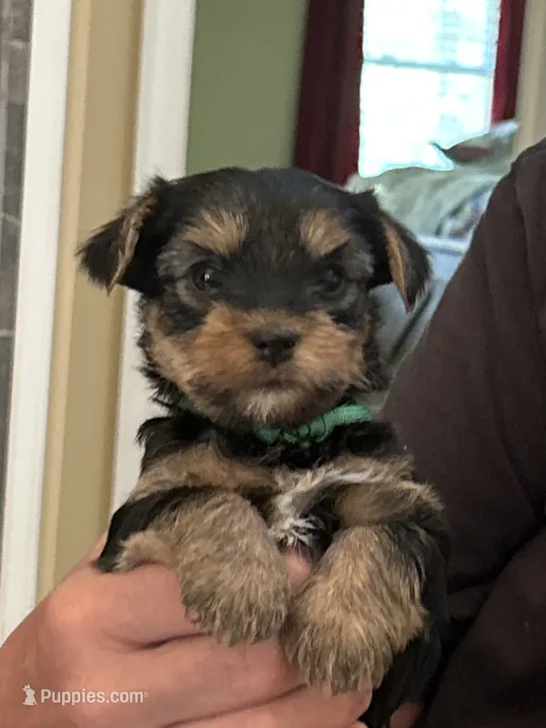 Matthew – Yorkshire Terrier puppy for sale in Yadkinville, NC