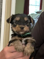 Matthew, a male Yorkshire Terrier for sale in Yadkinville, NC – 3 of 10