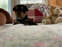 Luke, a male Yorkshire Terrier for sale in Yadkinville, NC – 2 of 3