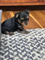 Mark, a male Yorkshire Terrier for sale in Yadkinville, NC – 5 of 10