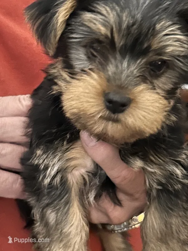 Matthew – Yorkshire Terrier puppy for sale in Yadkinville, NC