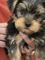Matthew, a male Yorkshire Terrier for sale in Yadkinville, NC – 1 of 10