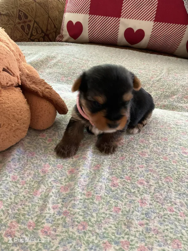 Ruthie – Yorkshire Terrier puppy for sale in Yadkinville, NC