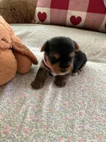 Ruthie, a female Yorkshire Terrier for sale in Yadkinville, NC – 1 of 5