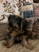 Tyler, a male Yorkshire Terrier for sale in Yadkinville, NC – 7 of 10