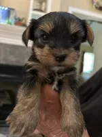 Matthew, a male Yorkshire Terrier for sale in Yadkinville, NC – 4 of 10