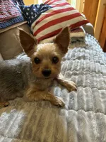 Matthew, a male Yorkshire Terrier for sale in Yadkinville, NC – 10 of 10