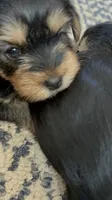 Luke, a male Yorkshire Terrier for sale in Yadkinville, NC – 5 of 9