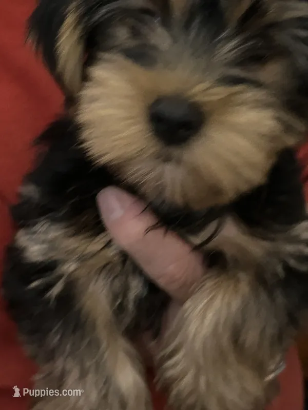 Luke – Yorkshire Terrier puppy for sale in Yadkinville, NC