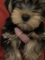 Luke, a male Yorkshire Terrier for sale in Yadkinville, NC – 1 of 9