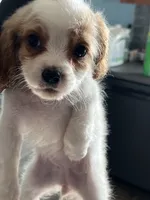 Smoothie , a female Cavapoo for sale in Jonesboro, GA – 5 of 6