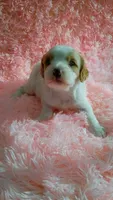 Smoothie , a female Cavapoo for sale in Jonesboro, GA – 3 of 6