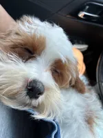 Curly, a female Cavapoo for sale in Jonesboro, GA – 2 of 4