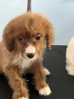 Brownie, a female Cavapoo for sale in Jonesboro, GA – 7 of 9