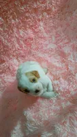 Biggie, a female Cavapoo for sale in Jonesboro, GA – 3 of 4