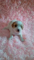 Biggie, a female Cavapoo for sale in Jonesboro, GA – 2 of 4