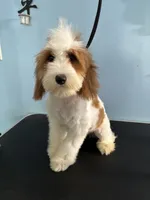 Biggie, a female Cavapoo for sale in Jonesboro, GA – 6 of 6