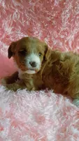Brownie, a female Cavapoo for sale in Jonesboro, GA – 6 of 9