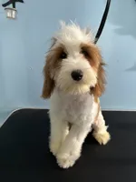 Biggie, a female Cavapoo for sale in Jonesboro, GA – 5 of 6
