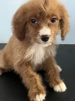 Brownie, a female Cavapoo for sale in Jonesboro, GA – 3 of 9