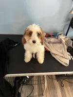 Biggie, a female Cavapoo for sale in Jonesboro, GA – 4 of 4